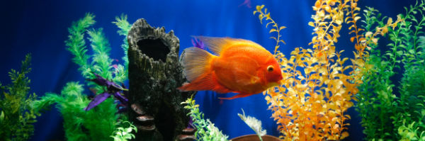 A goldfish in a fishtank with fake plants and a blue background