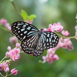 Butterfly image