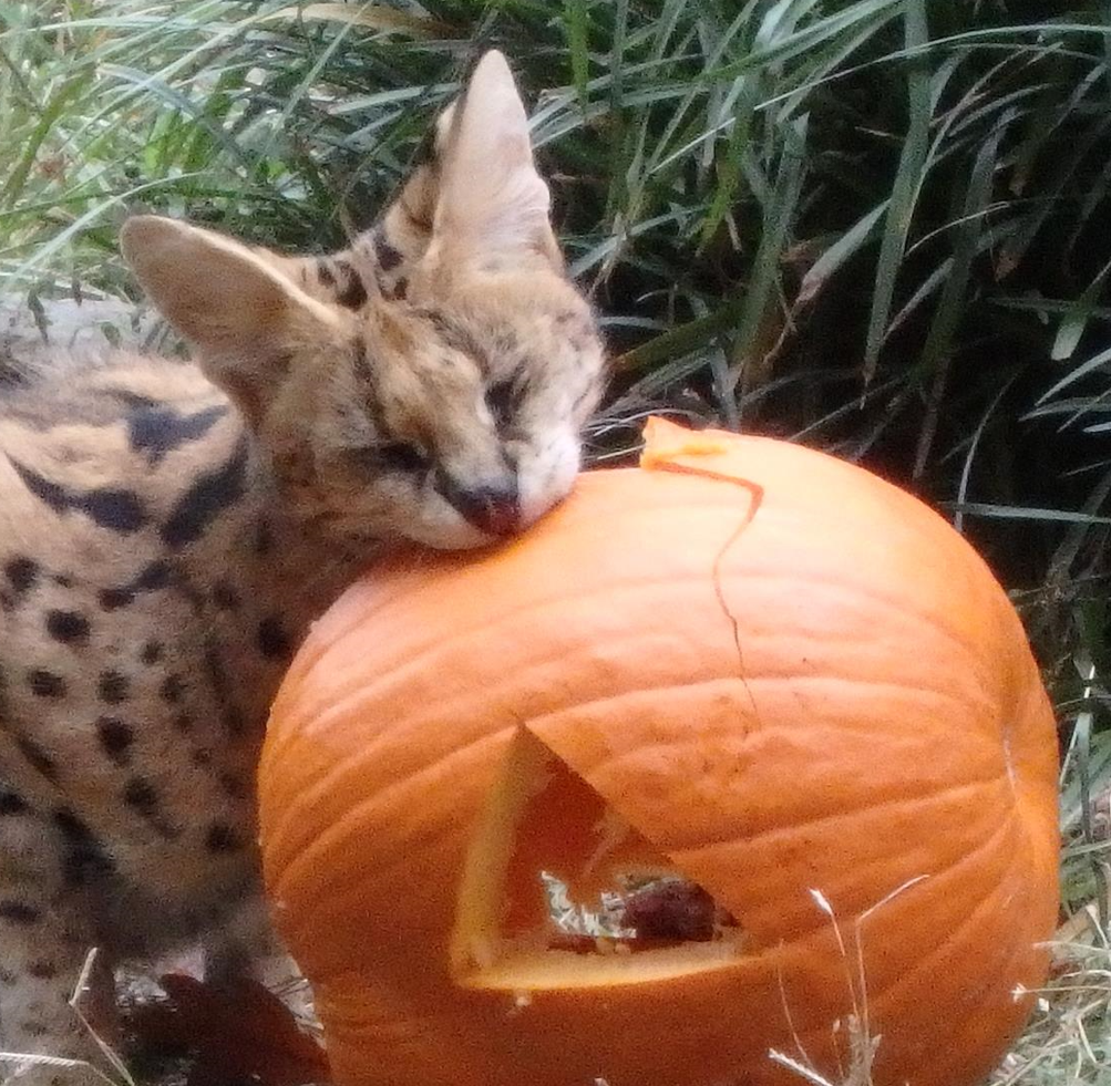 Sable cat eating a pumpkin