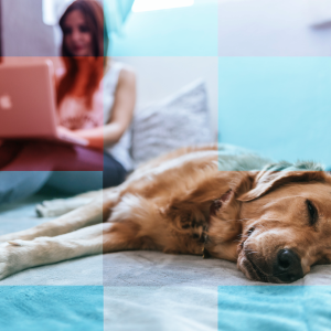 Dog lying on a bed, in the background a woman uses a laptop