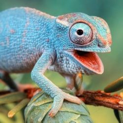 chameleonsquare chameleonsquare