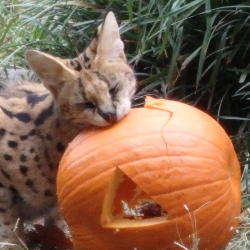 Sable cat eating a pumpkin