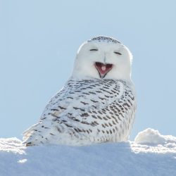 Snow Owl
