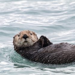 Sea Otter Swimming