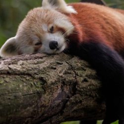 redpanda