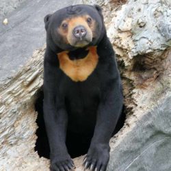 sunBear